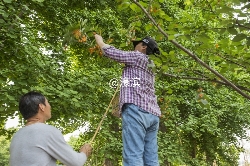 红杏园 又到樱桃成熟时 (9).jpg