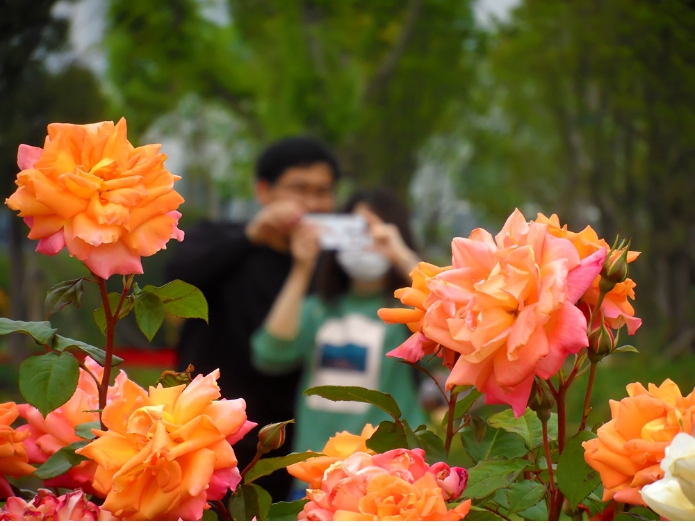 SAM_4339_副本 .jpg