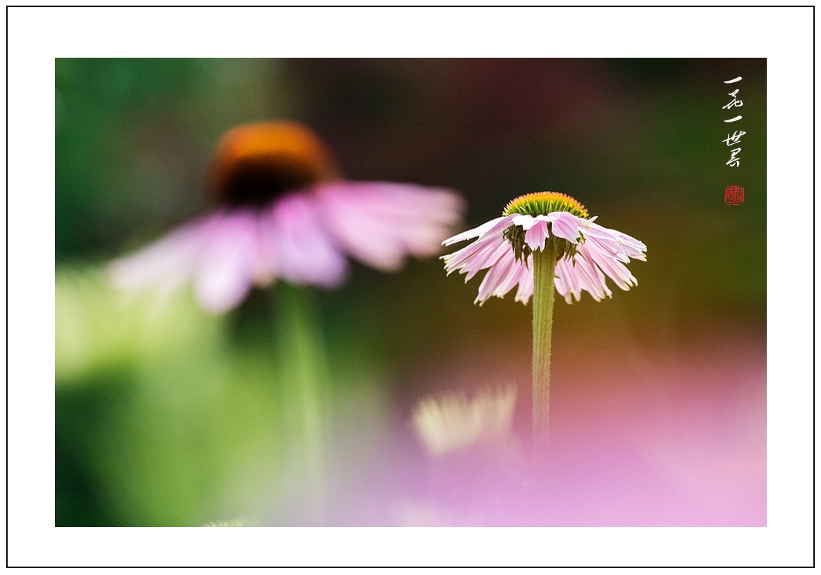 一花一世界003.jpg