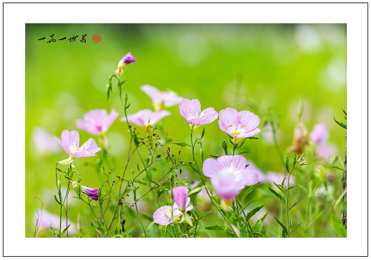 一花一世界02.jpg