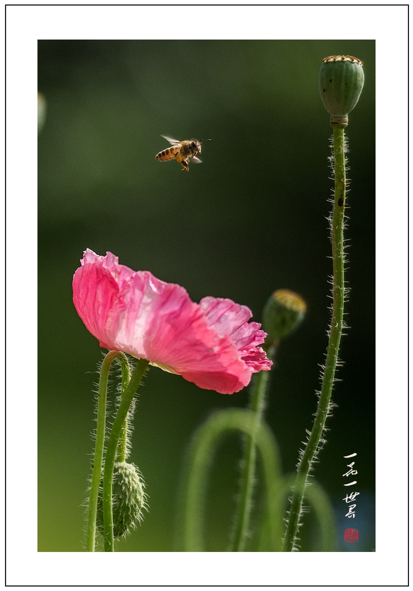 一花一世界005.jpg