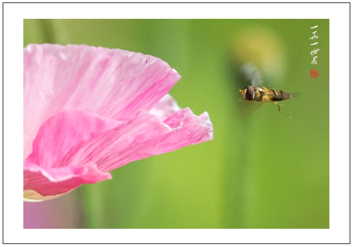 一花一世界006.jpg