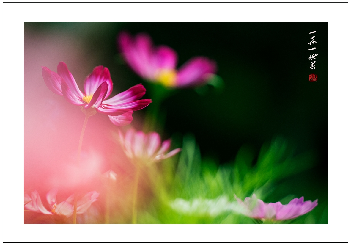 一花一世界08.jpg
