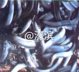 鳗鱼.jpg