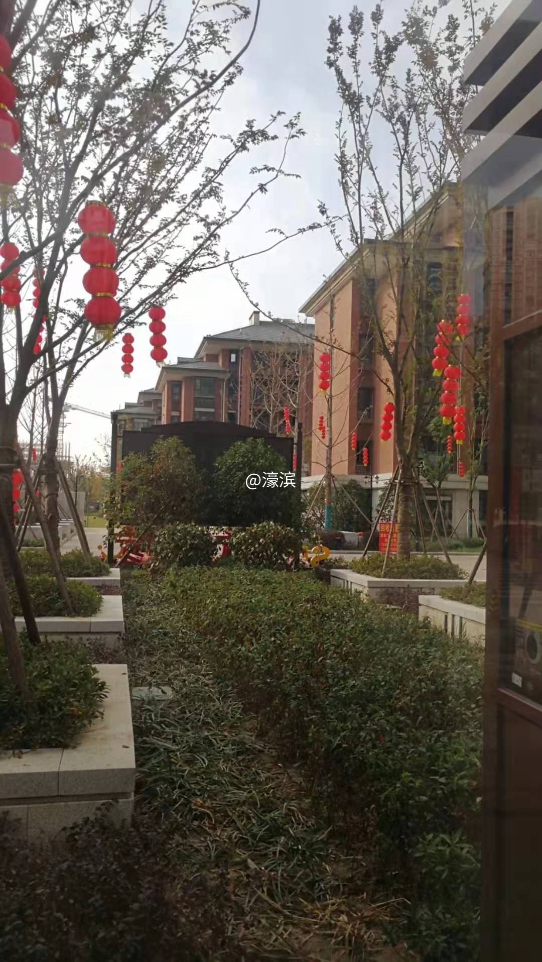 ▼路边的小树上挂满了喜庆，欢迎业主回家的红灯笼