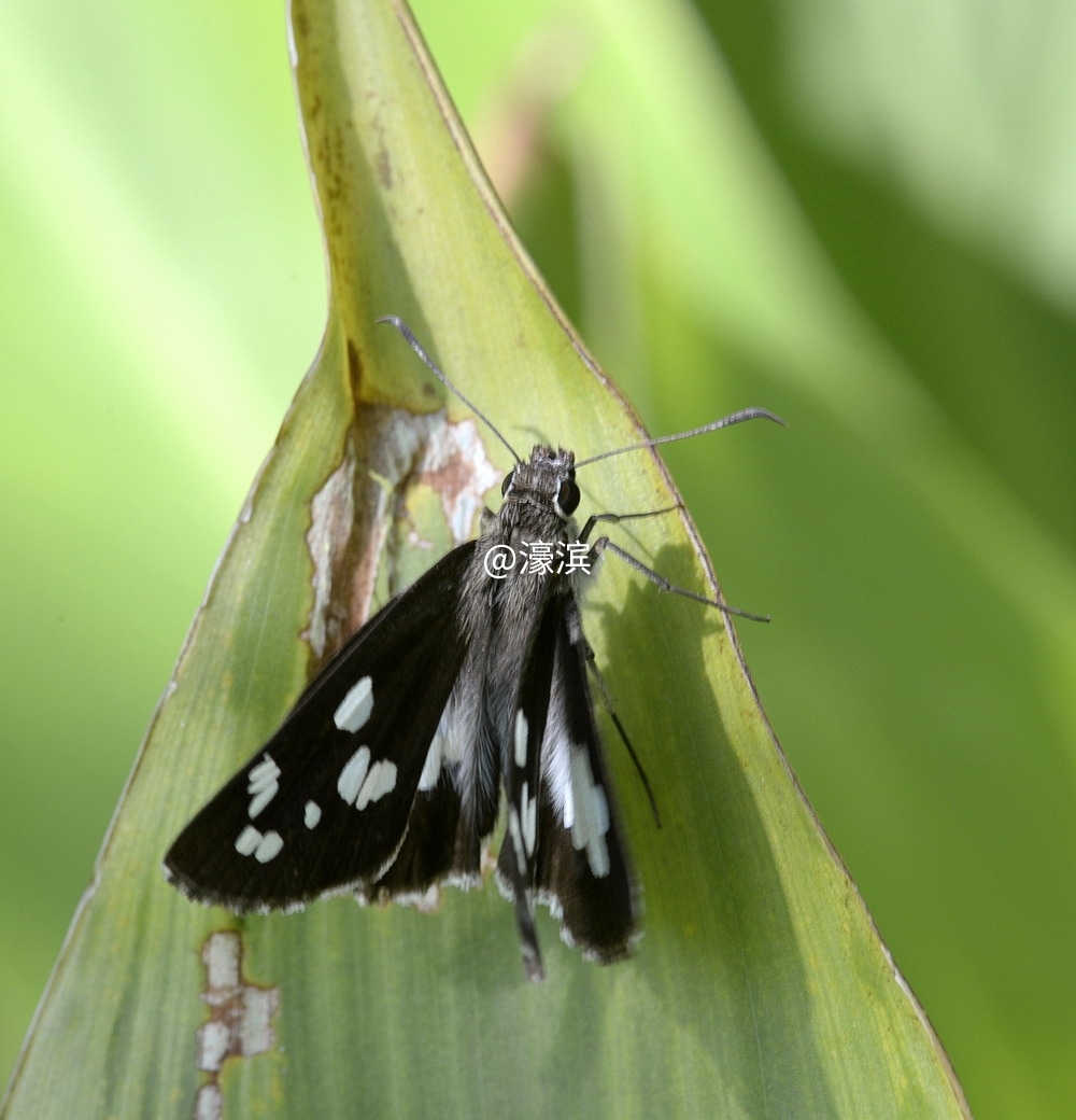 nd白斑_DSC3253.JPG