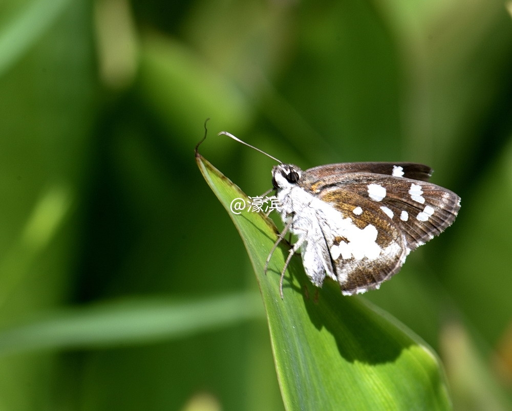 nd白斑_DSC3254.JPG