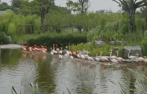 GIF 2021-6-26 10-16-30.gif