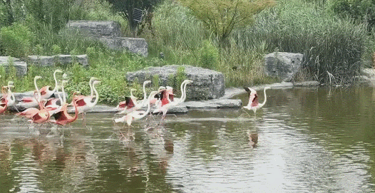 GIF 2021-6-26 10-19-40.gif