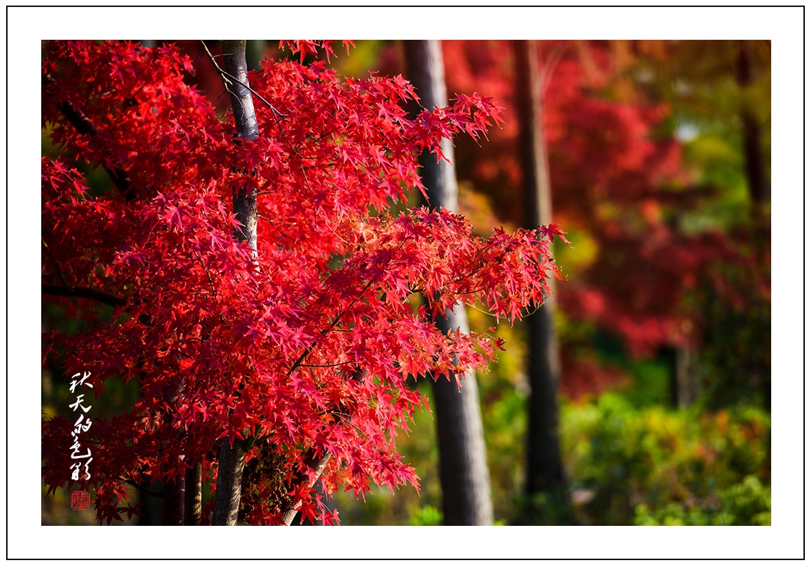 秋天的色彩1.jpg