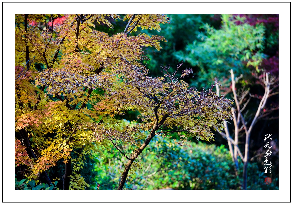 秋天的色彩2.jpg
