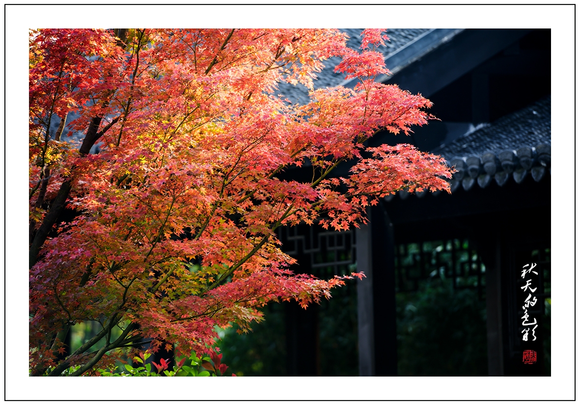 秋天的色彩3.jpg