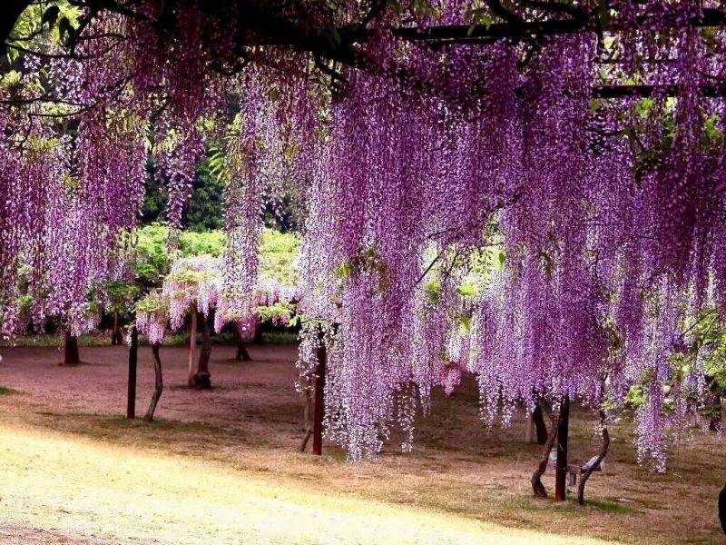 紫藤花