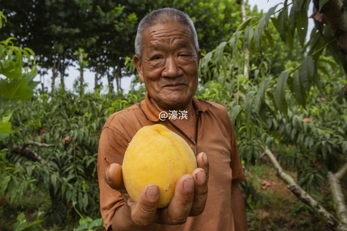 石港石东村黄桃开摘 (2).jpg