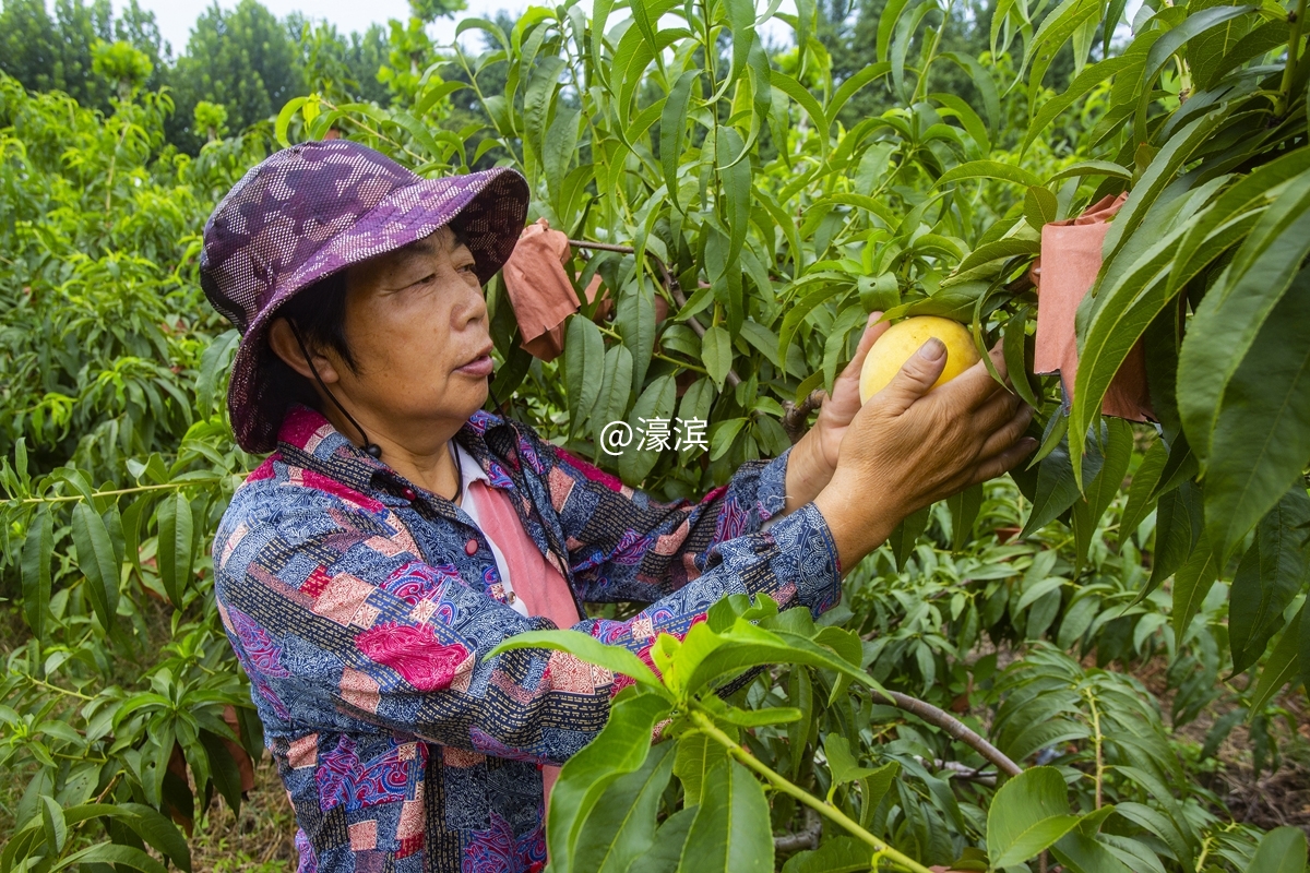 石港石东村黄桃开摘 (4).jpg