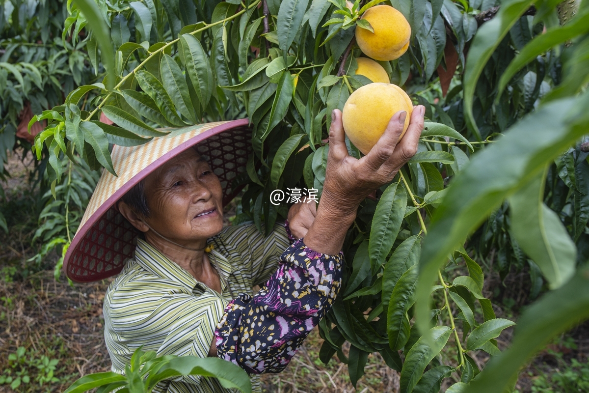 石港石东村黄桃开摘 (6).jpg