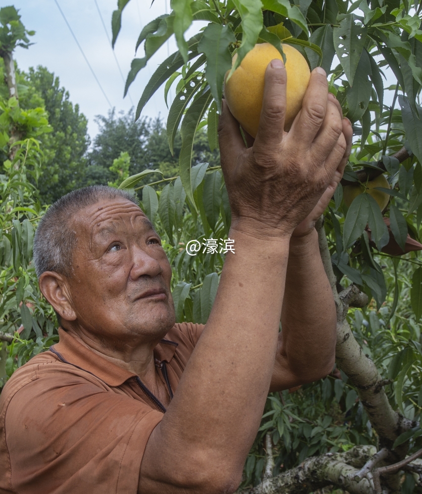 石港石东村黄桃开摘 (7).jpg