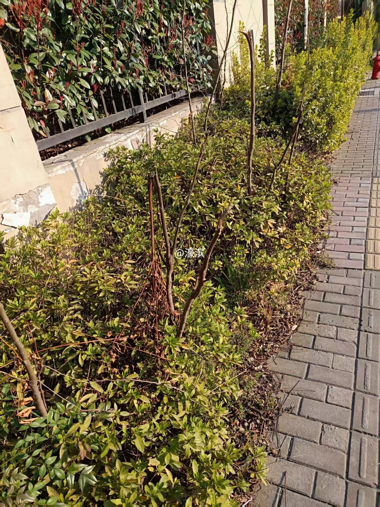 相邻友谊路围墙外