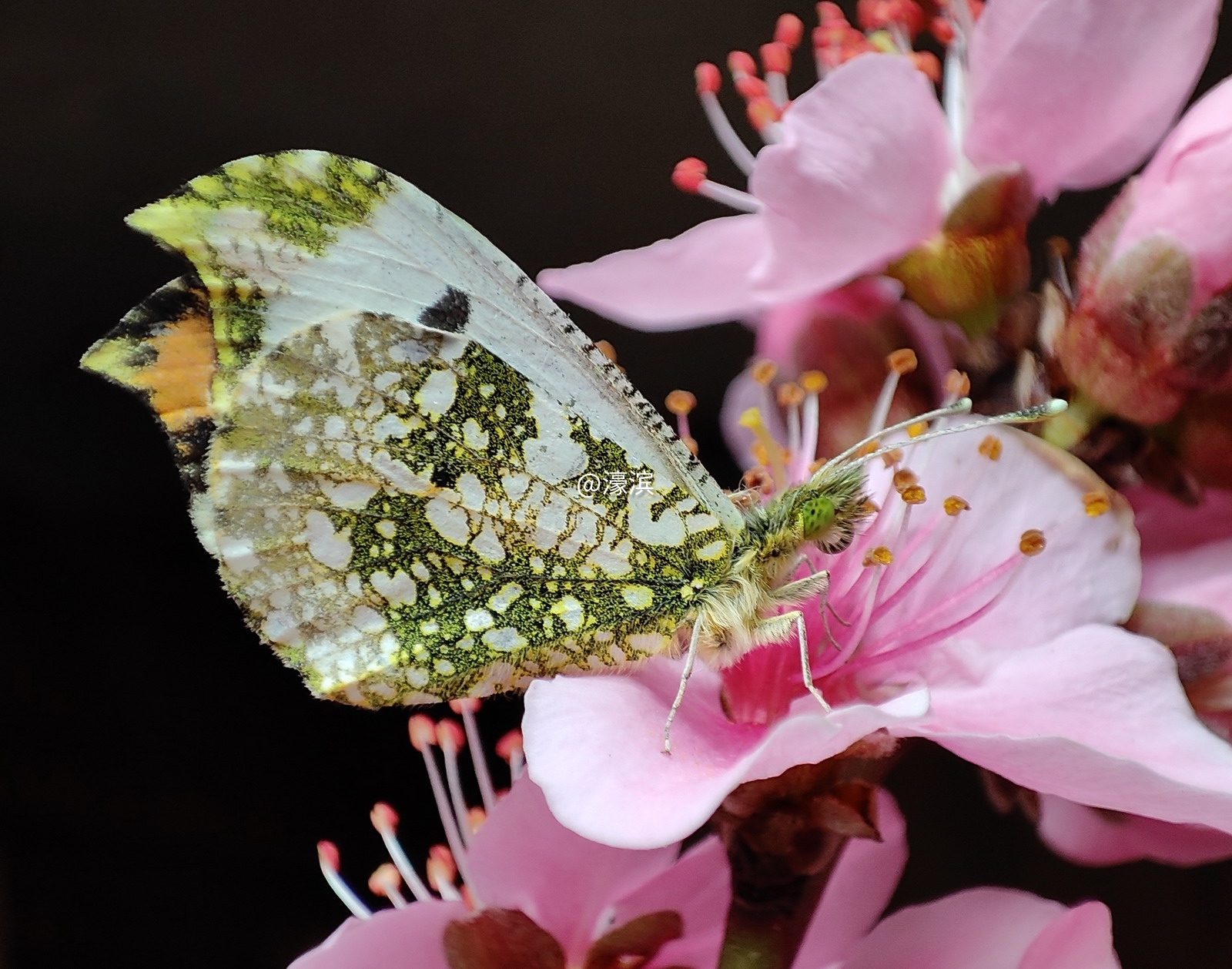 黄尖襟粉蝶.jpg