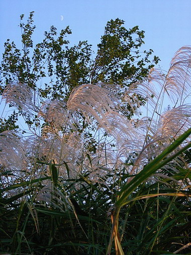 黄昏的进鲜港－菜鸟发片