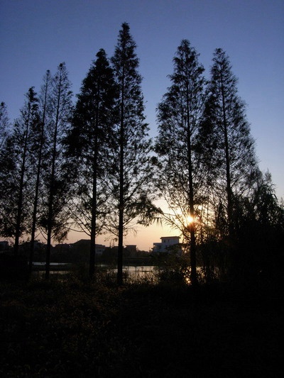 黄昏的进鲜港－菜鸟发片