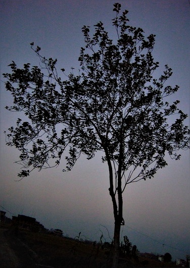 黄昏的进鲜港－菜鸟发片