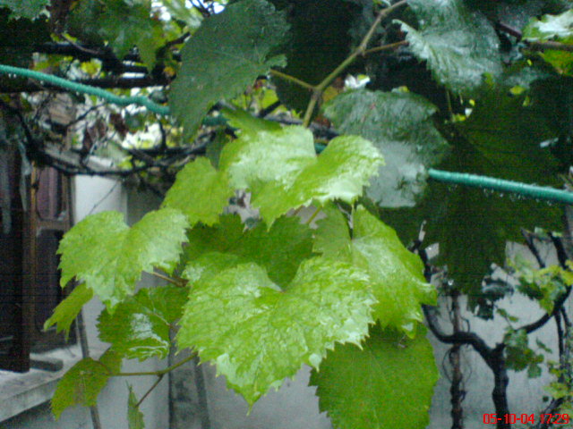 【手机掠影】~~~烟雨迷朦踏三山~~~