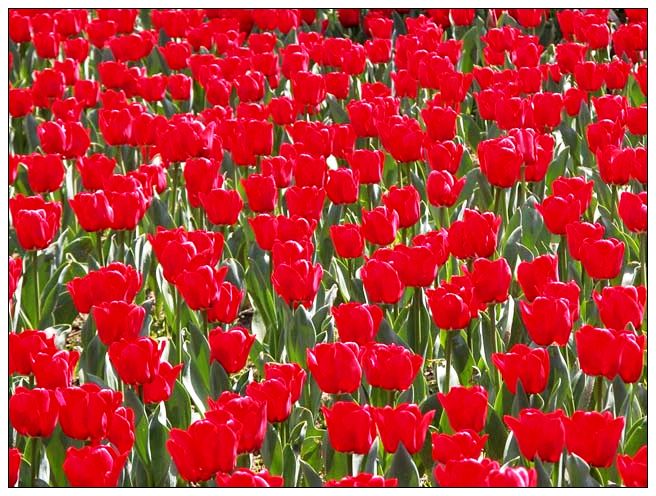 一个话筒受潮 一个鼻腔受阻 但是给白杨小蜜蜂新婚的祝福一定要送到