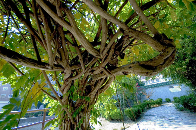 通州实小——好风景(2)