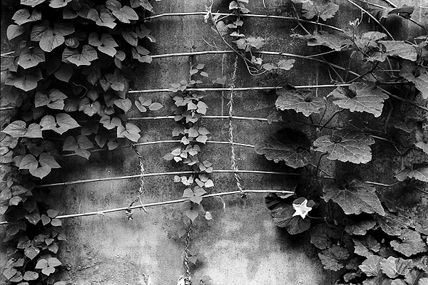 [原创]《黑白印画》(更新）