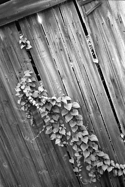 [原创]《黑白印画》(更新）