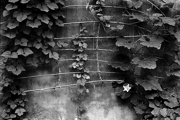 [原创]《黑白印画》