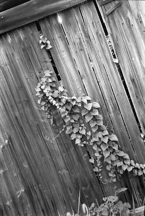 [原创]《黑白印画》(更新）