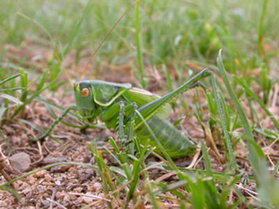 我家的“叫哥儿”