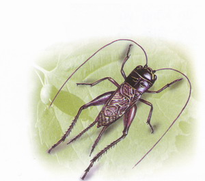 我家的“叫哥儿”