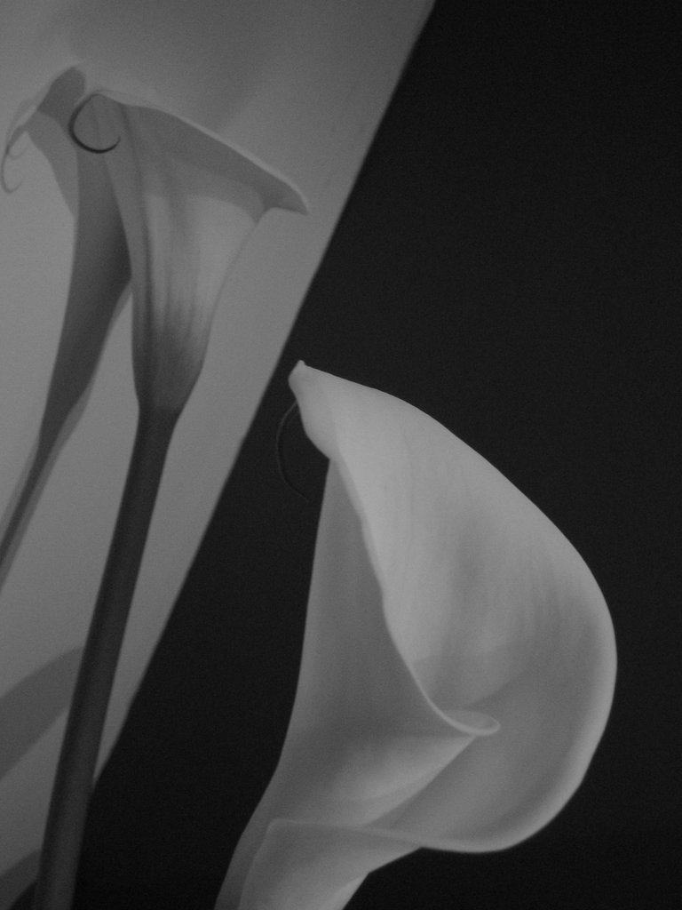 那些花儿的秘密-我是玛侬的妹妹，初次上传，请多关照