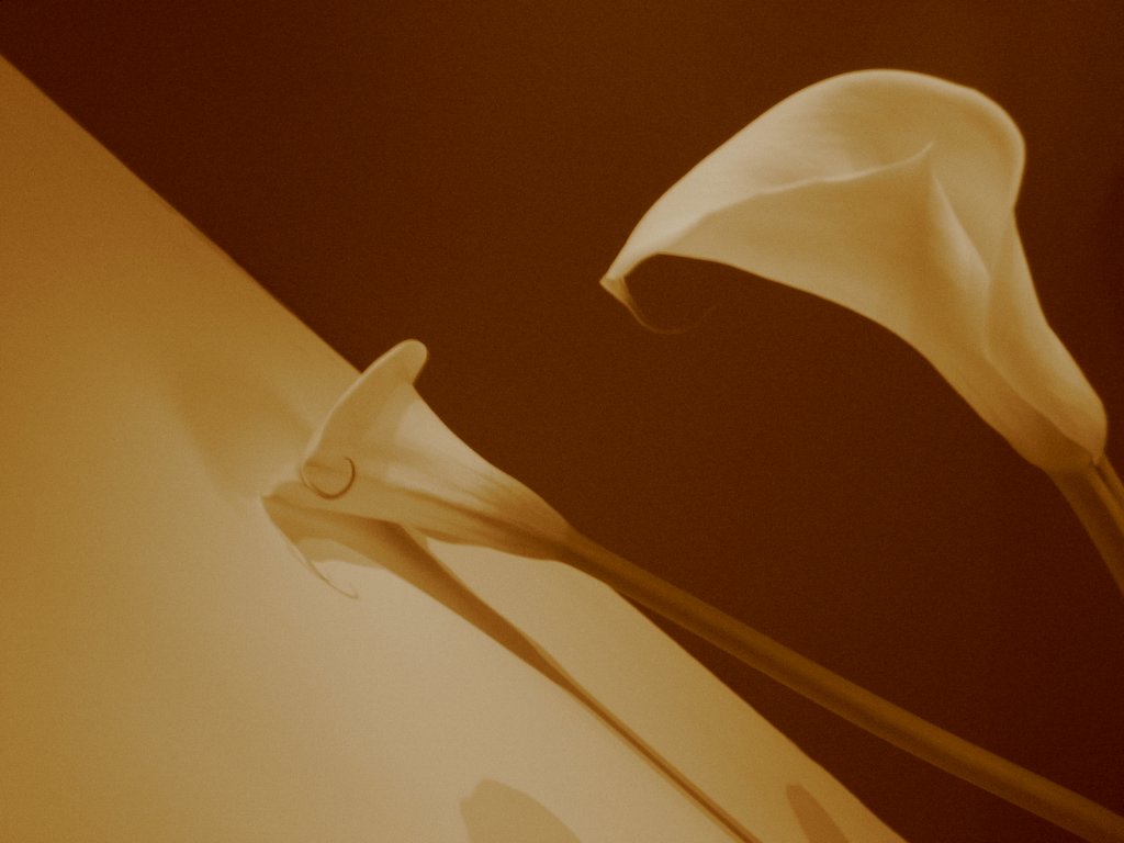 那些花儿的秘密-我是玛侬的妹妹，初次上传，请多关照