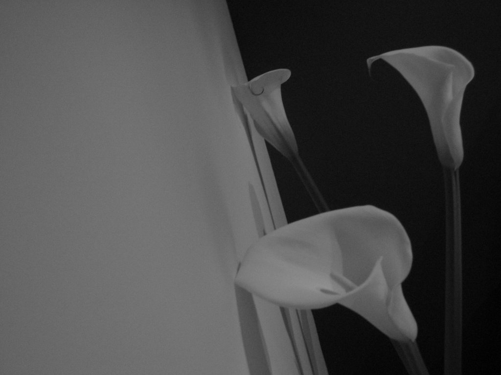 那些花儿的秘密-我是玛侬的妹妹，初次上传，请多关照