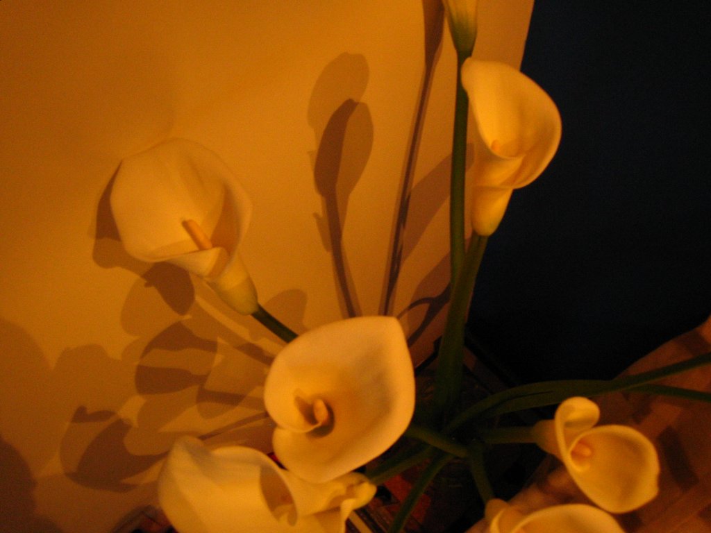 那些花儿的秘密-我是玛侬的妹妹，初次上传，请多关照