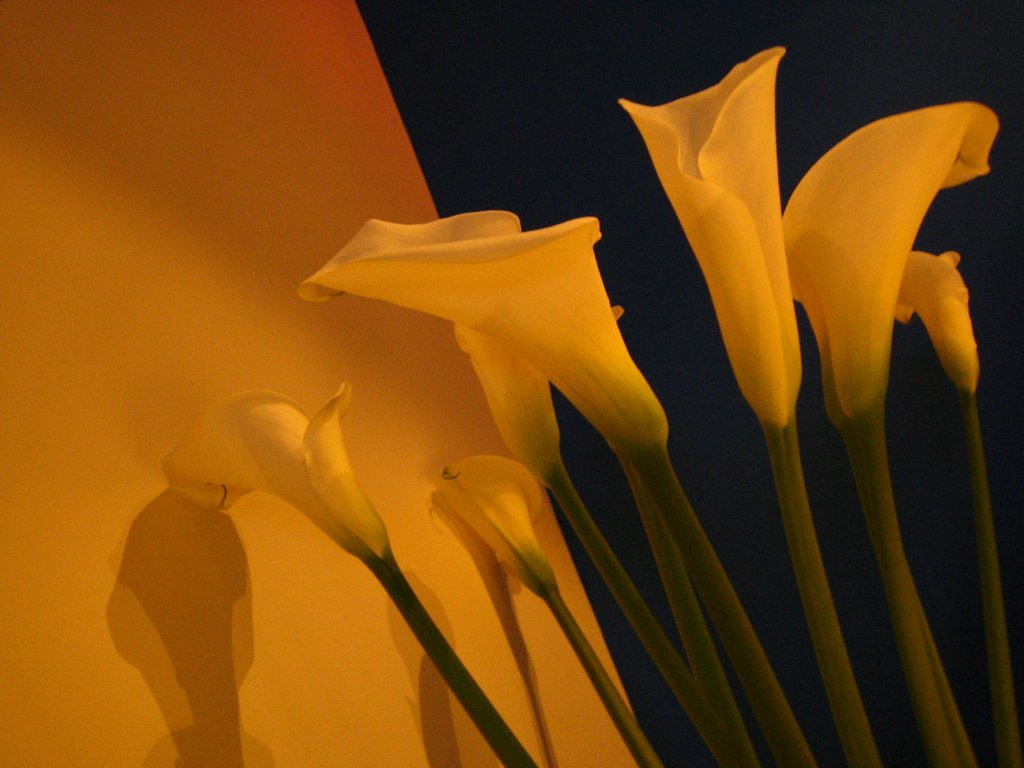 那些花儿的秘密-我是玛侬的妹妹，初次上传，请多关照