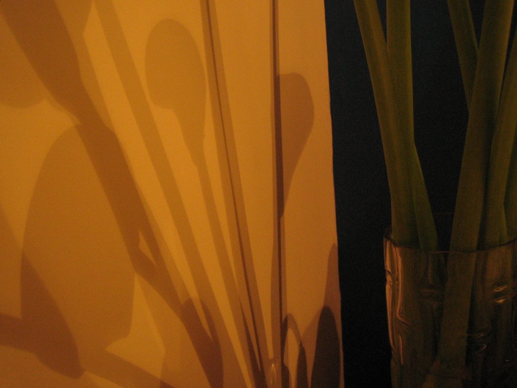 那些花儿的秘密-我是玛侬的妹妹，初次上传，请多关照