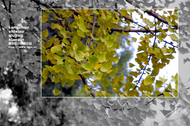 通州实小秋景小品