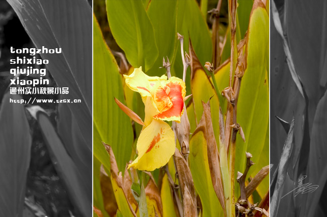 通州实小秋景小品