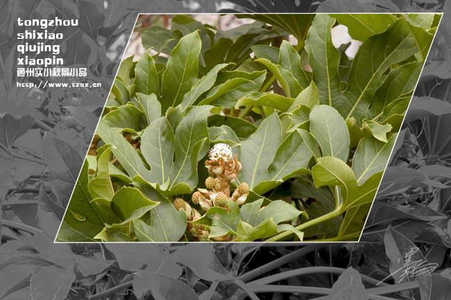 通州实小秋景小品