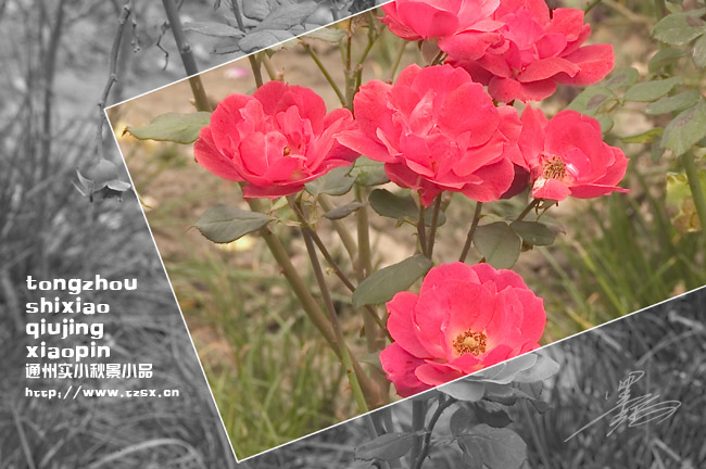 通州实小秋景小品