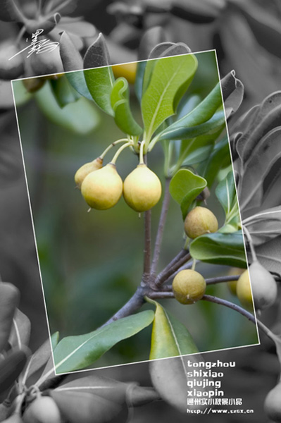 通州实小秋景小品