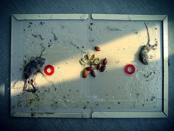 ~~~~~[ 生的无奈 ]~~~~~