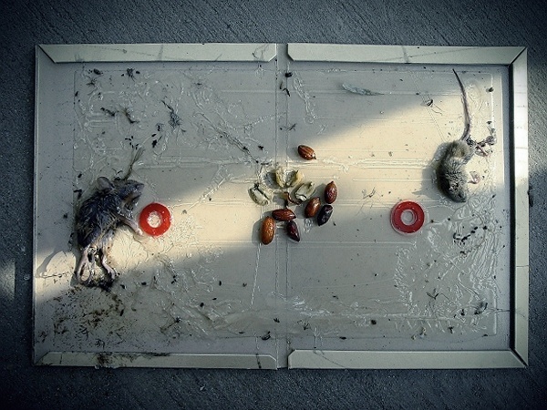 ~~~~~[ 生的无奈 ]~~~~~