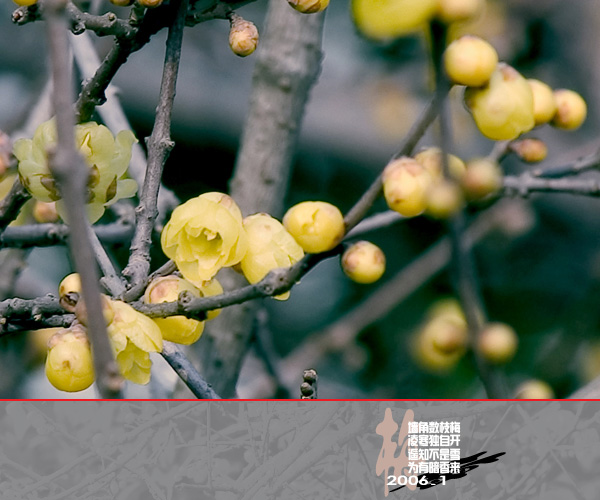 [原创]通州实小寒冬小景