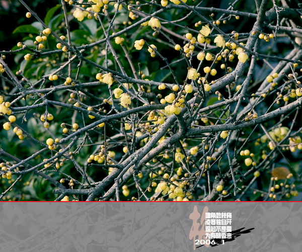 [原创]通州实小寒冬小景